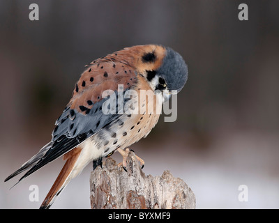 Wunderschöne American Kestrel Stockfoto