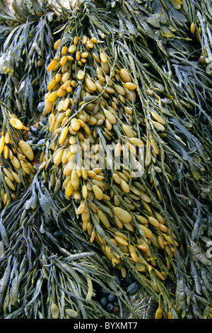 Blase Wrack oder Blasentang Fucus Vesiculosus, Fucaceae, Phaeophyceae, Heterokontophyta, Chromalveolata. Eine Art von Algen. Stockfoto