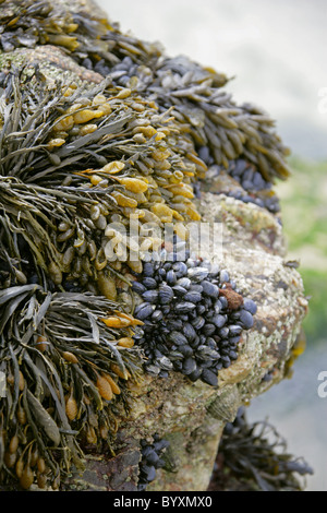 Blase Wrack oder Blasentang Fucus Vesiculosus, Fucaceae, Phaeophyceae, Heterokontophyta, Chromalveolata. Eine Art von Algen. Stockfoto