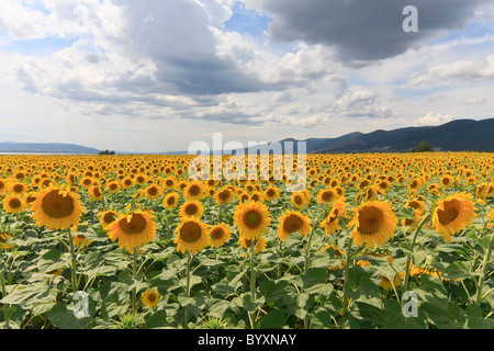 Sonnenblumen gegen ein bewölkter Himmel in Thesaloniki, Griechenland Stockfoto