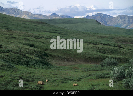 Leistungsbeschreibung und Cubs, Grizzly Bear, Denali National Park, Alaska, Braunbär, Grizzly Bear, Grizzly-Bären, Braunbären Stockfoto