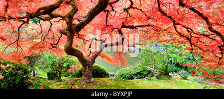 Japanischer Ahornbaum in Herbstfarben. Portland japanische Gärten. Oregon Stockfoto