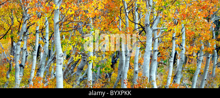 Nahaufnahme von Herbstfarben und Espe Baumstämme. Inyo National Forest. California Stockfoto
