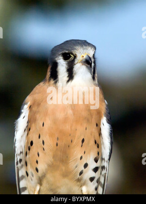 Portrait über eine amerikanische Turmfalke (Falco Sparverius). Stockfoto