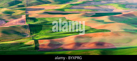 Neuer Frühling Weizen Wachstum. Die Palouse, in der Nähe von Colfax, Washington. Stockfoto