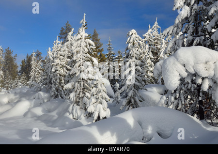 Schneebedeckte Lodgepole Pine Wald. Yellowstone-Nationalpark, Wyoming, USA. Stockfoto