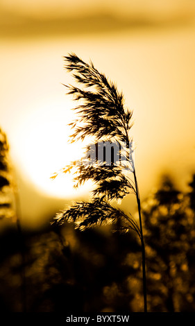 Phragmites Australis Saatgut Kopf Silhouette gegen die untergehende Sonne Stockfoto