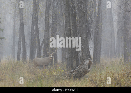 Majestätische Mule Deer Buck in nebligen Zauberwald Altwachstum. Stockfoto