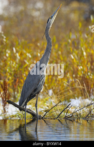 Great Blue Heron Jagd im Grand Teton National Park Biber Teich Stockfoto