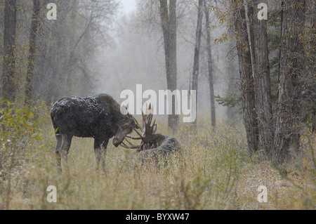 Weibliche Elche nähert sich einen Elchbullen während der Paarungszeit im Grand Teton National Park. Stockfoto