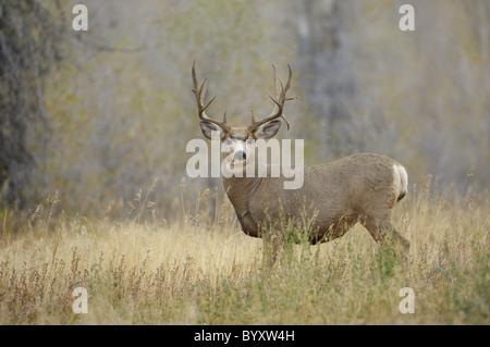 Majestätische Mule Deer buck in einer Waldlichtung. Stockfoto