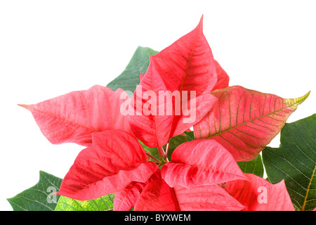 Schöne rote Weihnachtsstern isoliert auf weiss. Die rote Pflanze - Symbol für Weihnachten. Stockfoto