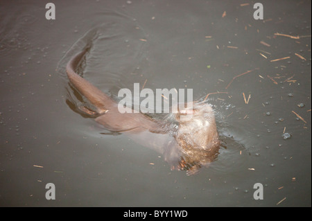 Eine europäische Otter (Lutra Lutra) am Lake Windermere, Lake District, UK, Wasser aus den Kopf schütteln, nach einem Tauchgang. Stockfoto