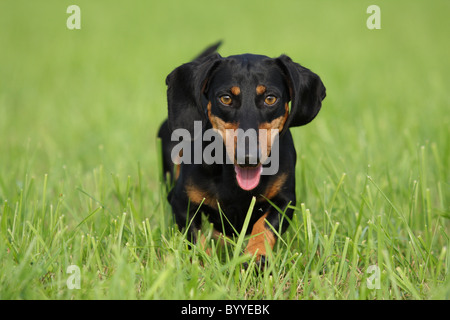 laufenden teckel Stockfoto