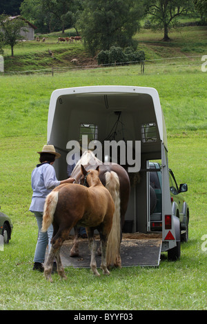 Pferd transport Stockfoto