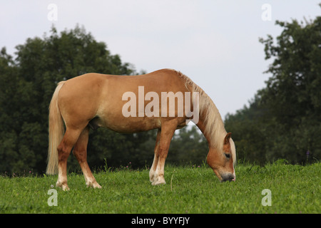 grasende Haflinger Stockfoto