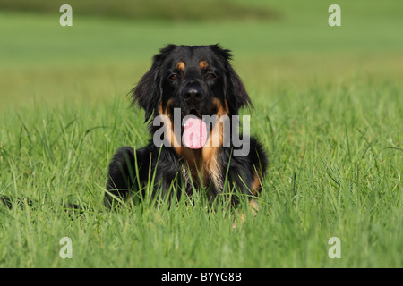 Hovawart auf der Wiese liegend Stockfoto