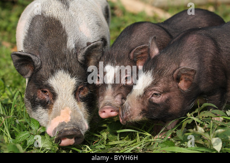 Hängebauchschwein Stockfoto