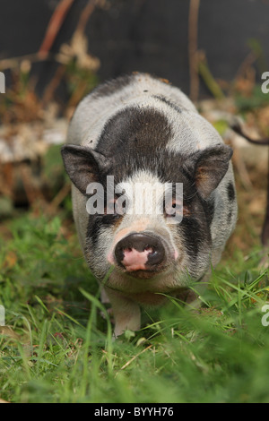 Hängebauchschwein Stockfoto