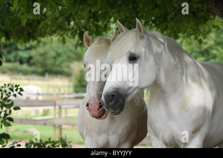 Pony-Portrait Stockfoto