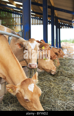 Kühe melken auf Milchviehbetrieb in Suffolk in Erwartung Stockfoto