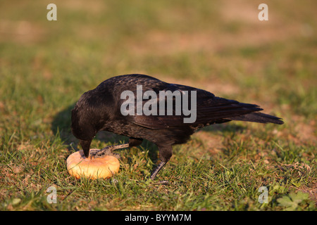 Krähe Stockfoto