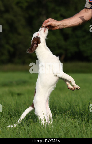 Hund bekommt Leckerli Stockfoto