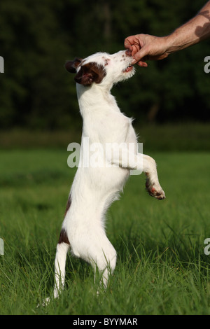 Hund bekommt Leckerli Stockfoto