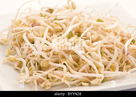 Junge Mung Sojasprossen als Closeup auf einem weißen Teller Stockfoto