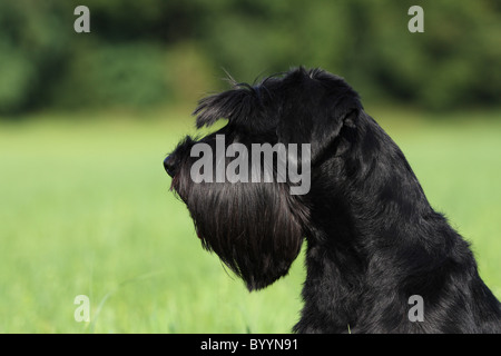 schwarze schnauzer Stockfoto