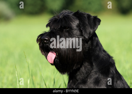 schwarze schnauzer Stockfoto