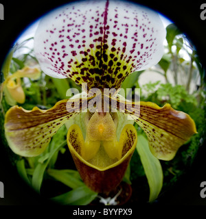 Ein einzelnes Paphiopedilum Callosum X Lawrencenum - Hybrid Slipper Orchidee Stockfoto