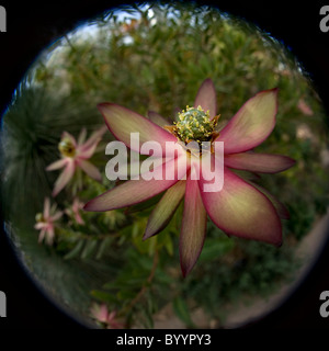 Ein Fischaugen-Bild von Leucadendron 'Safari Sunset' Stockfoto