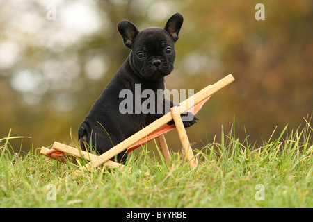 Französische Bulldogge Welpen Stockfoto