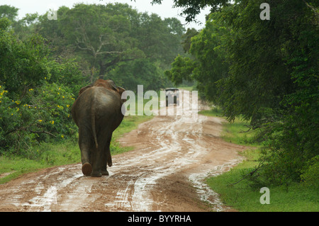 Asiatische Elefanten zu Fuß auf einer schlammigen Straße Yala-Nationalpark Sri Lanka Stockfoto