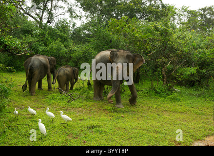 Ein asiatischer Elefant-Familie im Wald Yala-Nationalpark Sri Lanka Stockfoto