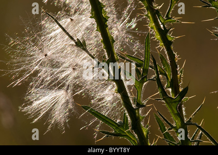 Distel mit Samen bei Gegenlicht. Stockfoto