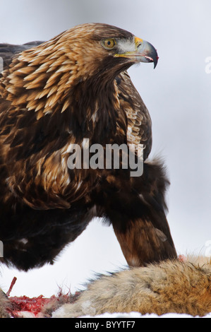 Europäische Steinadler [Aquila Chrysaetos] Stockfoto