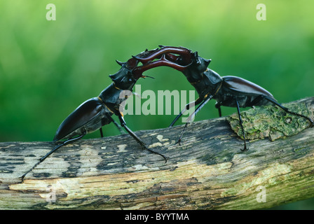 Bekämpfung der Hirschkäfer [Lucanus Cervus] eine Balz-ritual Stockfoto