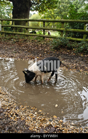Schweine in der New Forest Weideland in der Saison. Schweine sind auf den Wald, um Futter für Eicheln löschte. Stockfoto