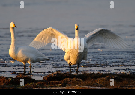 Singschwan (Cygnus Cygnus) Rastvogel, Schwan, Singschwan, Tier, Voegel, Vogel, Singschwan, Winter, Zugvogel Stockfoto