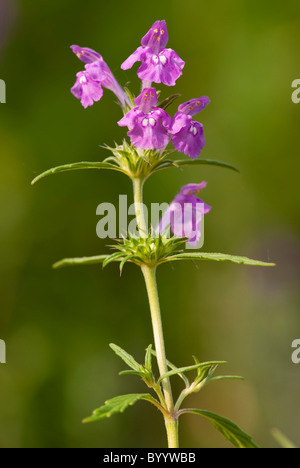 Rot Hanf-Brennessel (Galeopsis Ladanum Agg.), Blüte Stiel. Stockfoto