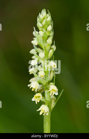 Moschus-Orchidee (Herminium Monorchis), Blütenstand. Stockfoto