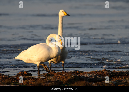 Singschwan (Cygnus Cygnus) Rastvogel, Schwan, Singschwan, Tier, Voegel, Vogel, Singschwan, Winter, Zugvogel Stockfoto