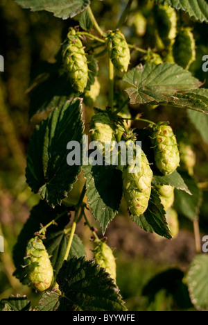 Gemeinsamen Hopfen (Humulus Lupulus), Ranke mit Blätter und Hopfen Blumen. Stockfoto