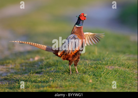 Fasan, Balz, Phasianus Colchicus, gemeinsame Fasan Stockfoto