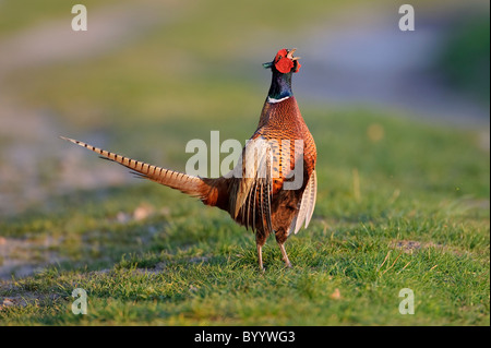 Fasan, Balz, Phasianus Colchicus, gemeinsame Fasan Stockfoto