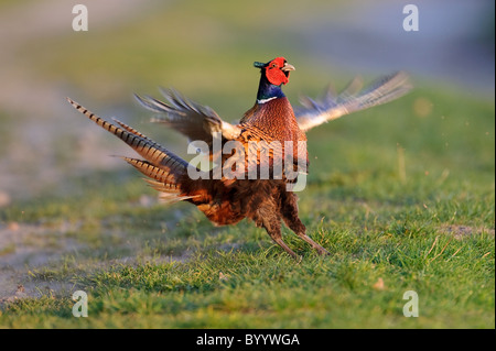 Fasan, Balz, Phasianus Colchicus, gemeinsame Fasan Stockfoto