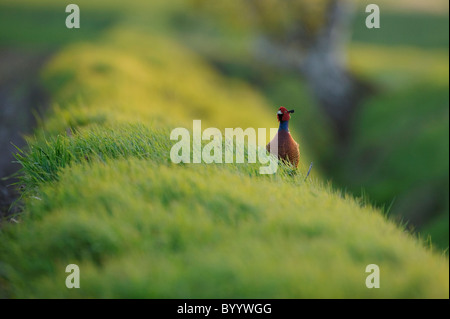 Fasan, Balz, Phasianus Colchicus, gemeinsame Fasan Stockfoto