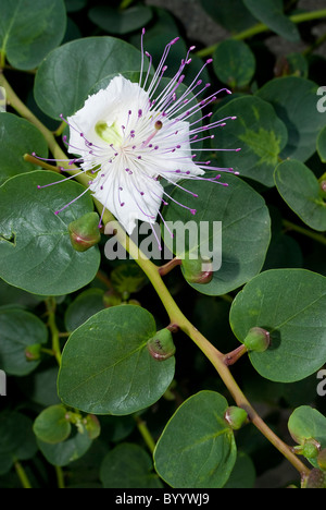 Kapern (Capparis Spinosa) Pflanze in voller Blüte. Stockfoto